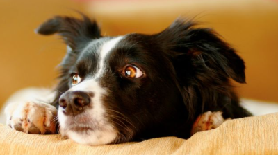 How to Spot Early Signs of Pet Stress